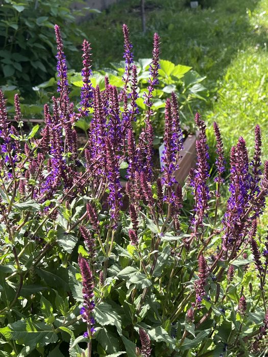 Шалфей растение