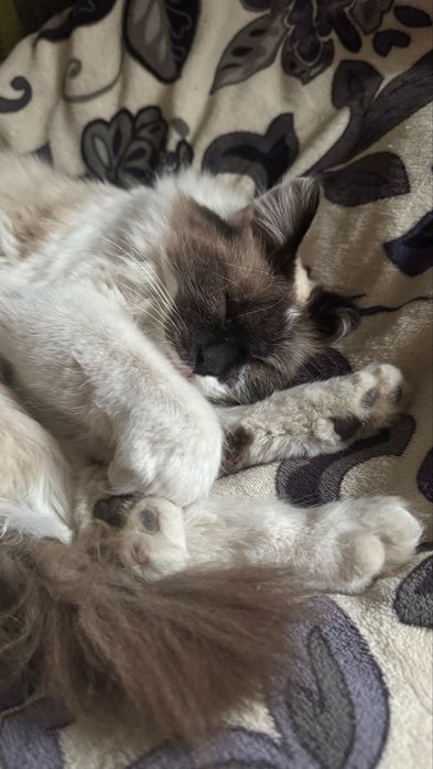 Продам молодого кота