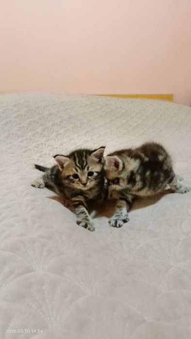Породистые котята