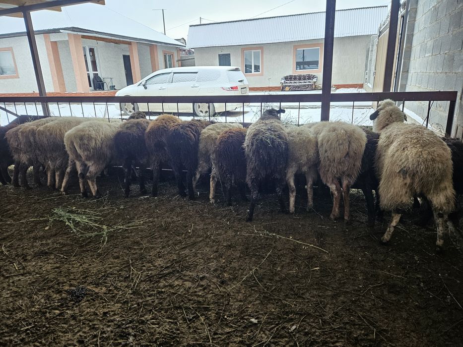 Семиз Бордакы Кой Токтылар Сатылады