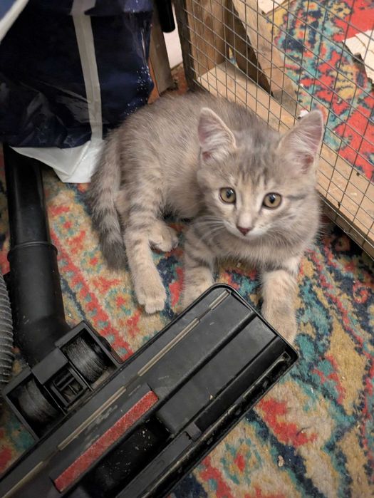 Котята (2,5 месяцев. отдам в добрые руки)