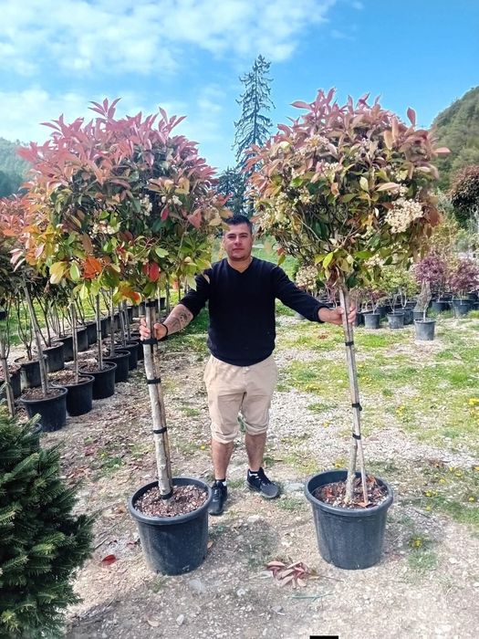 Plante Naturale diferite specii diferite dimensiuni