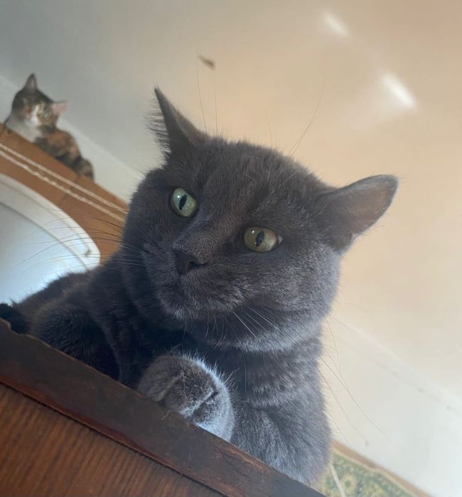 Кошка! Котик!  .