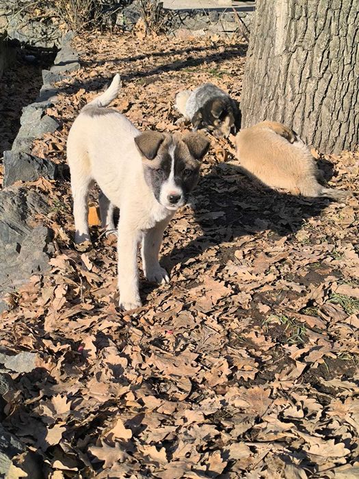 Отдаются в хорошие, надёжные руки замечательная девочка!