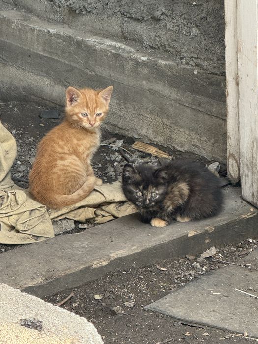 Отдам котят в добрые руки