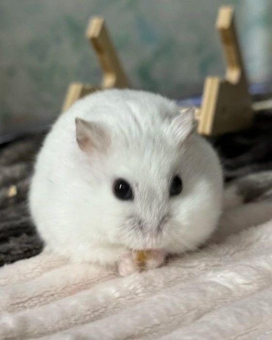 джунгарский хомяк