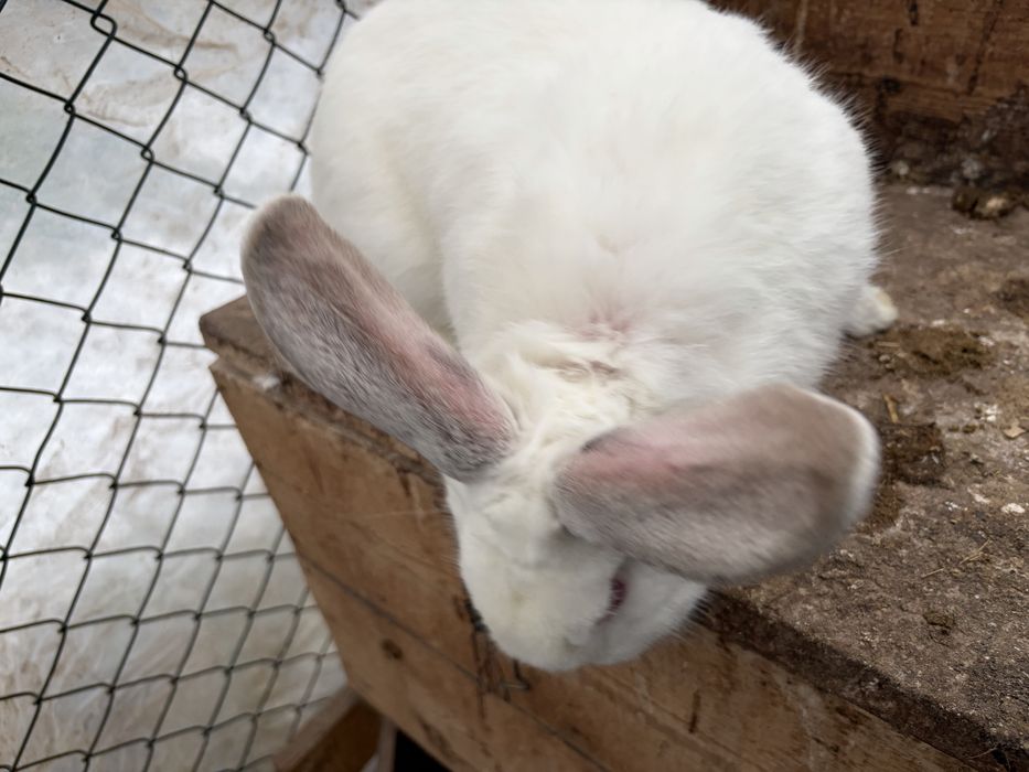 Продавам мъжки заек и женски заек