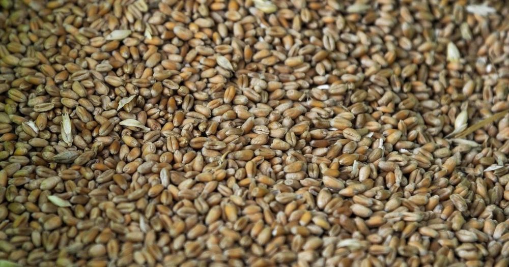 Triticale(grâu furajer)