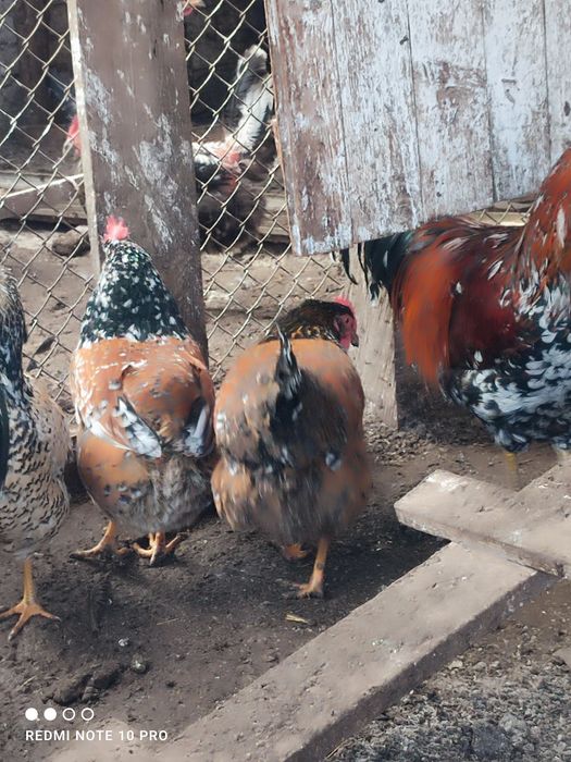 Оплодени яйца от Шведска цветна (пъстра) кокошка