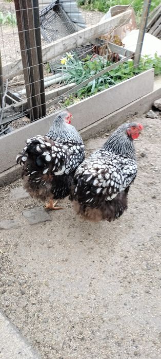 Pui Wyandotte argintiu