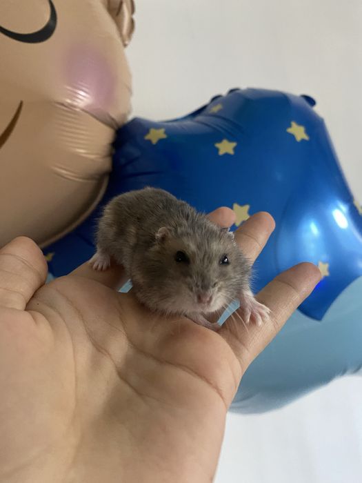 Продам хомячка с клеткой