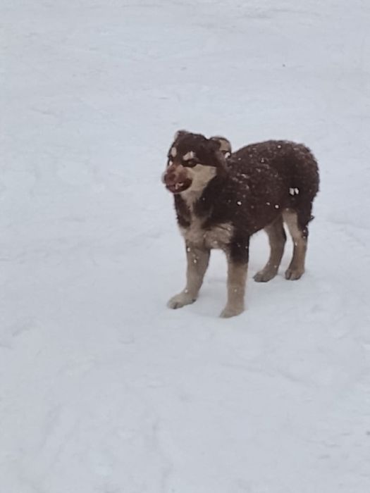 Собачки в добрые руки