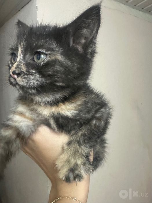 Котята отдам даром