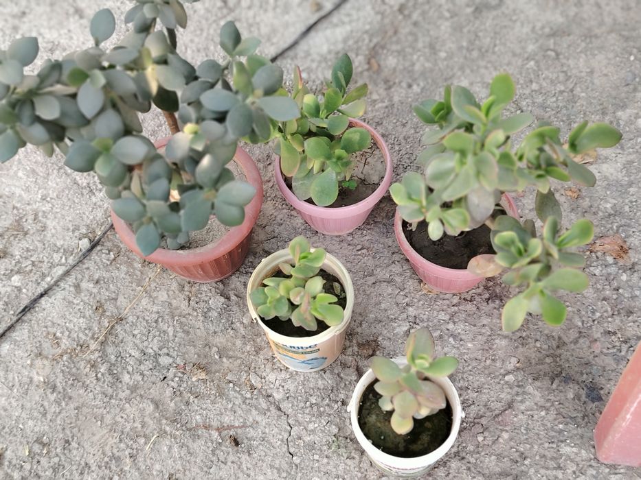 Денежные дерева производится