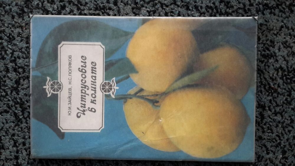 Цитрусовые в комнате