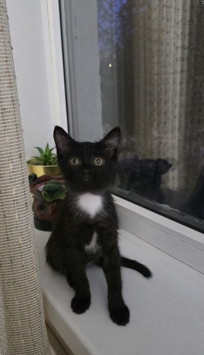 Котёнок в добрые руки