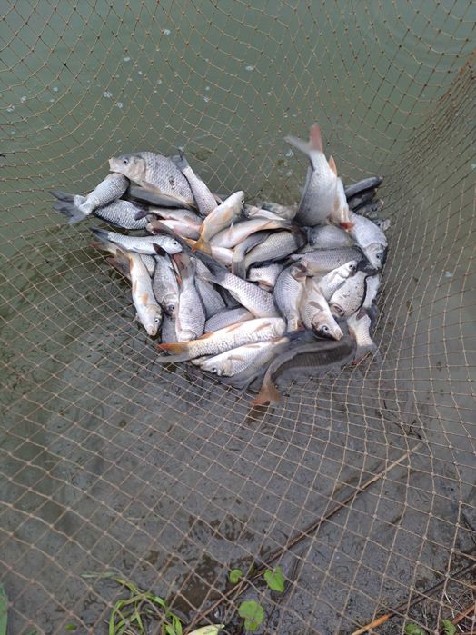 Vând puet de crap pentru populare balți