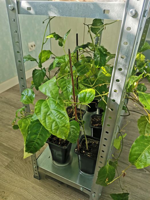 Продаются различные растения