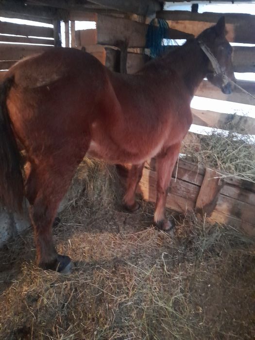 Vand 3 vaci și un cal