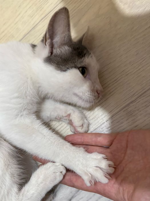 Котенок мальчик