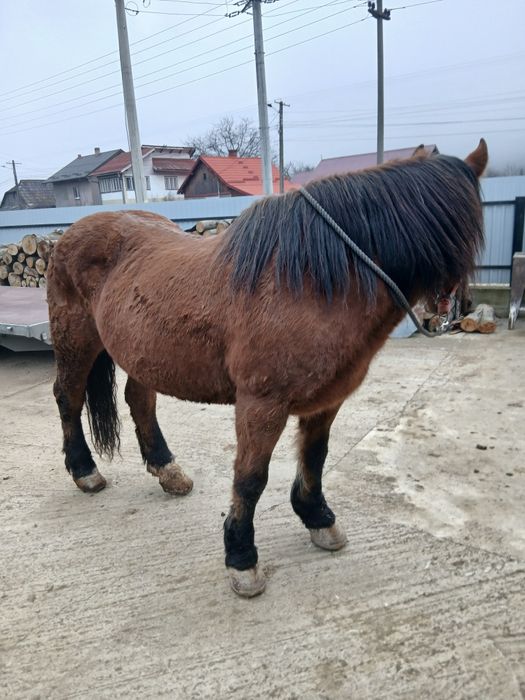 Vând iapă bună de ham
