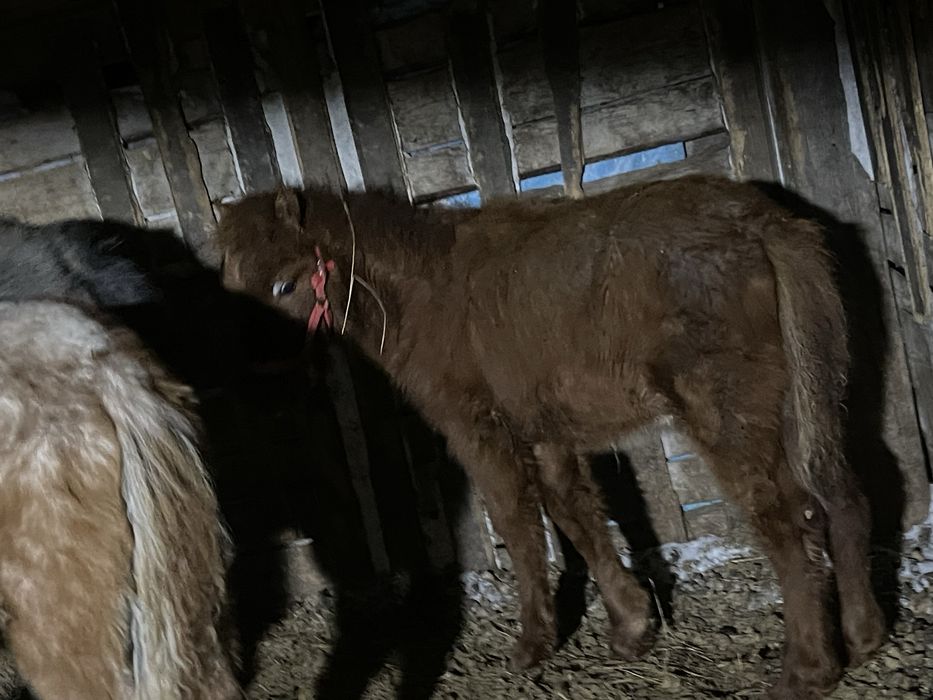 Жабағылар Сатылады