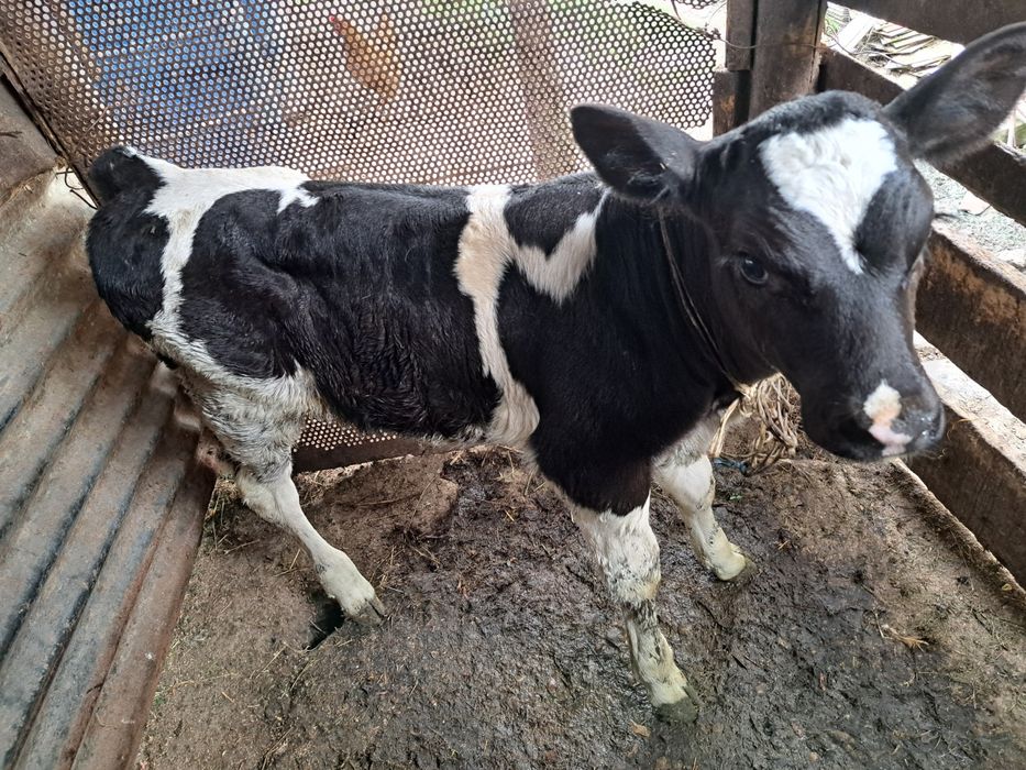 Disponibilă super vițelușă