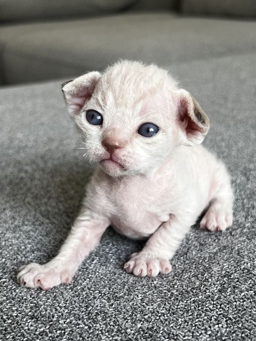 Котята девон рекс