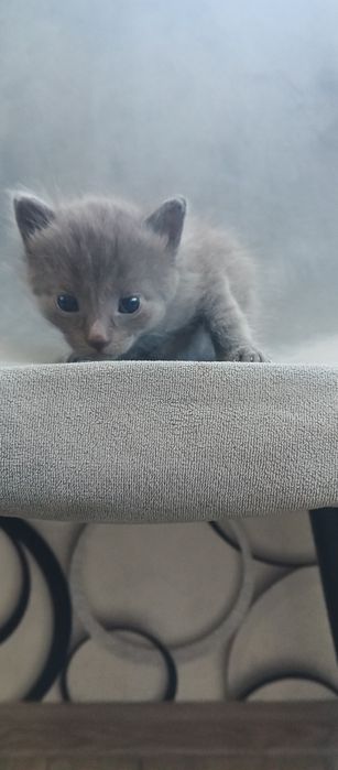 Котята британцы вислоухие