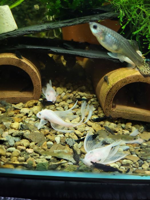 Creveți Neocaridina Blue Diamond