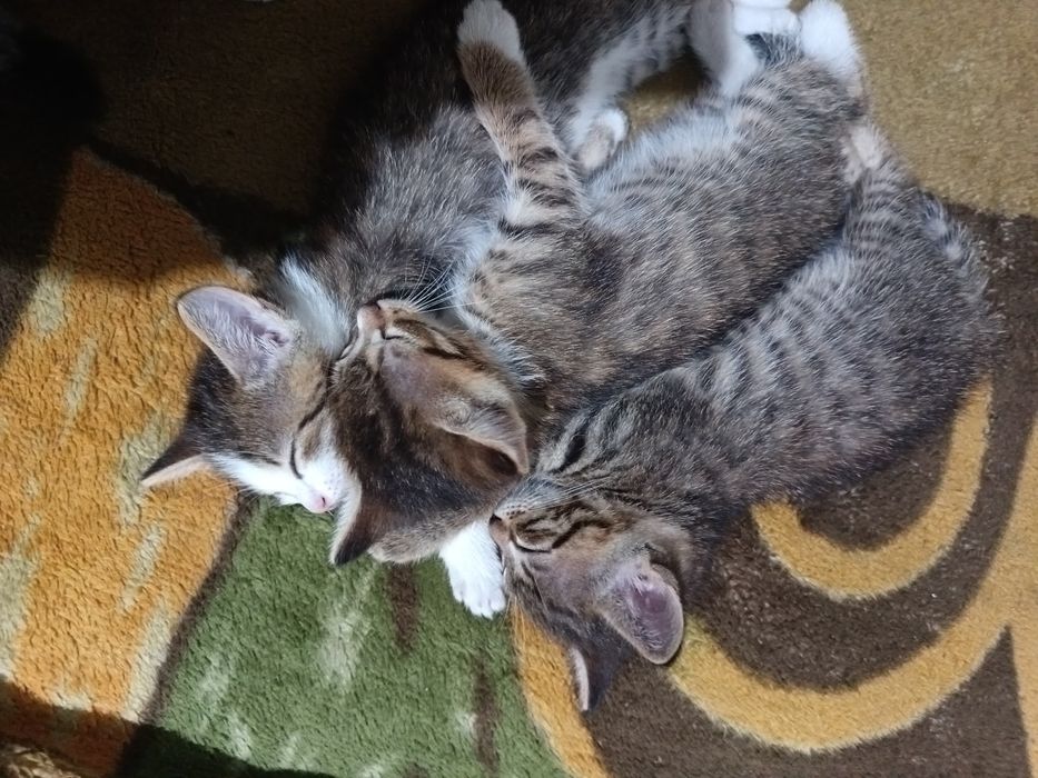 Отдам котят в хорошие руки