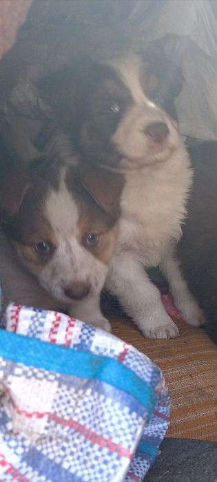 Красавцы дети ищут дом