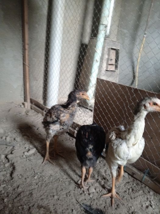 Joja tovuqlar sotiladi