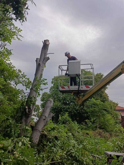 Рязане, кастрене и премахване на опасни и високи дървета
