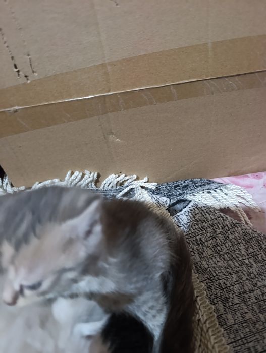 Отдам котят 3 девочки , даром ,,,