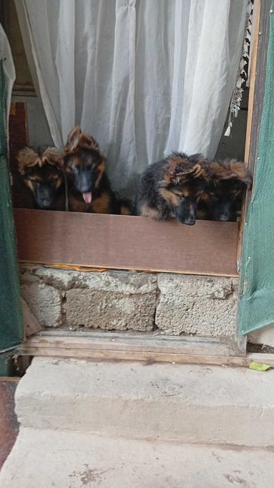 Щенки немецкой длинношерстные