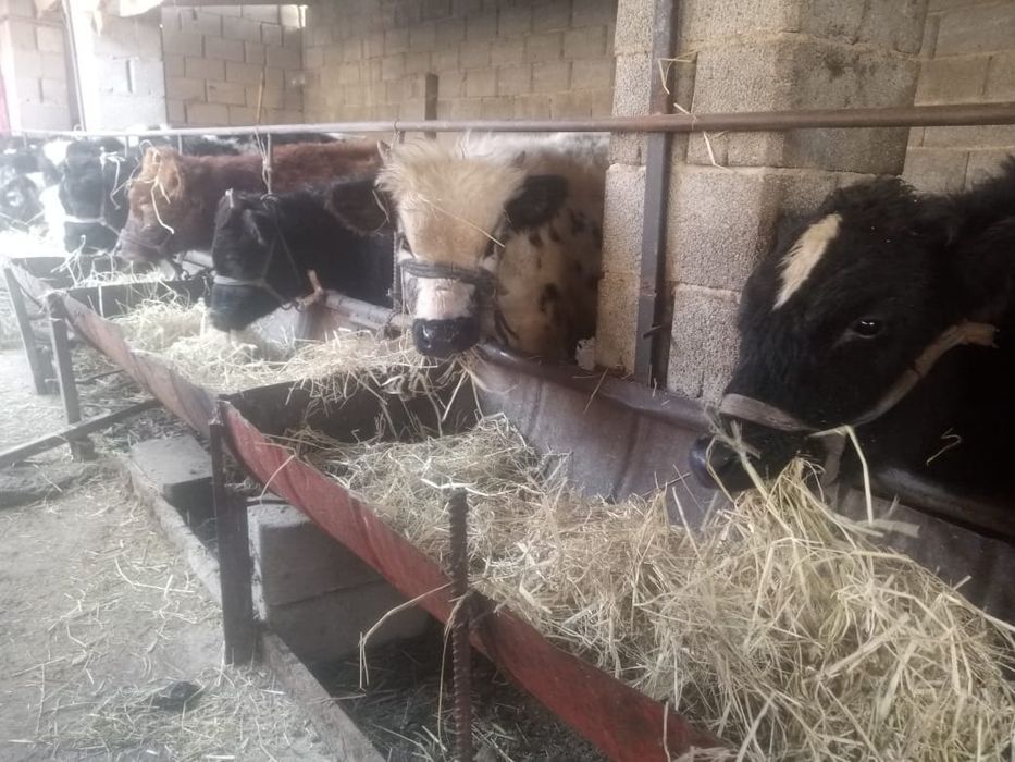 Бұқалар сатылады