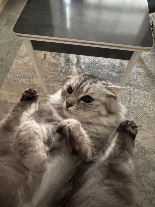Кошка серая красивая