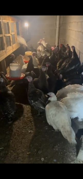 Инюшки Бронза 708 Россия , уже несутся