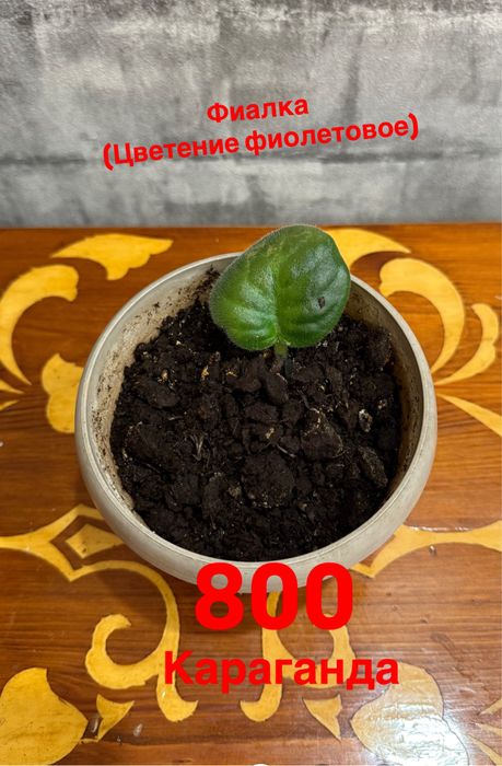 Комнатные растения