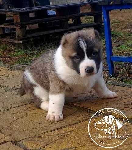 Женско САО , АЛАБАЙ , Туркменски Вълкодав