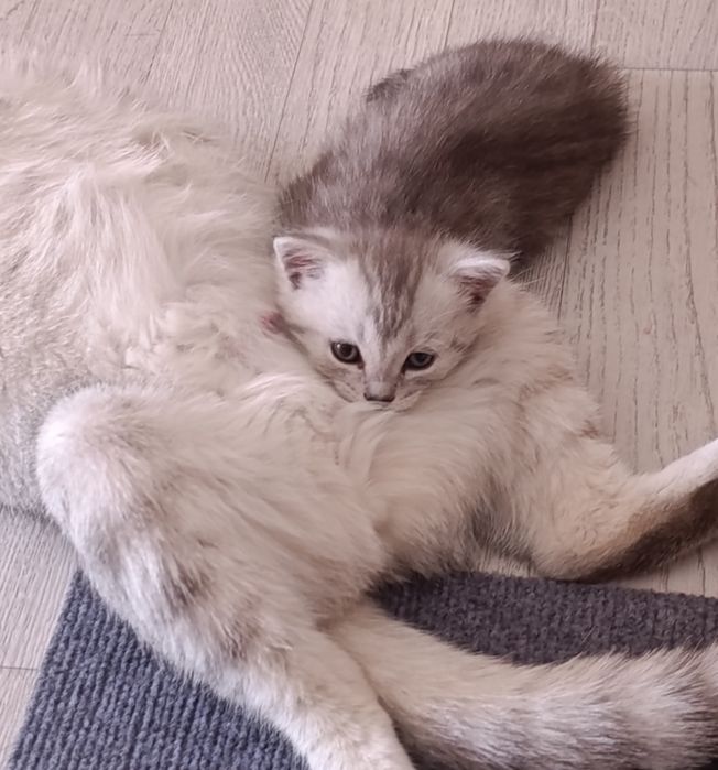 Вислоухие котята