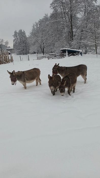 Vând doi pui de măgar (femele)de șase luni   preț 1600 lei bucata