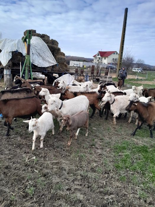 Vând capre originale