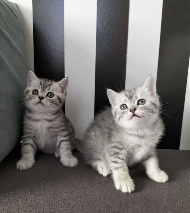Шотландские Котодетки