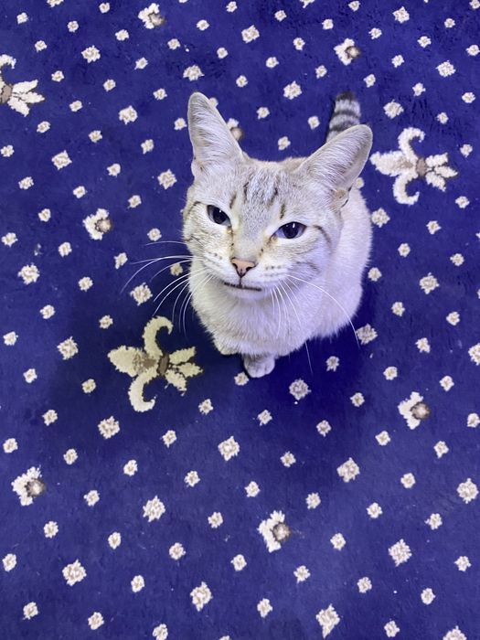 Кошечка ищет новую семью