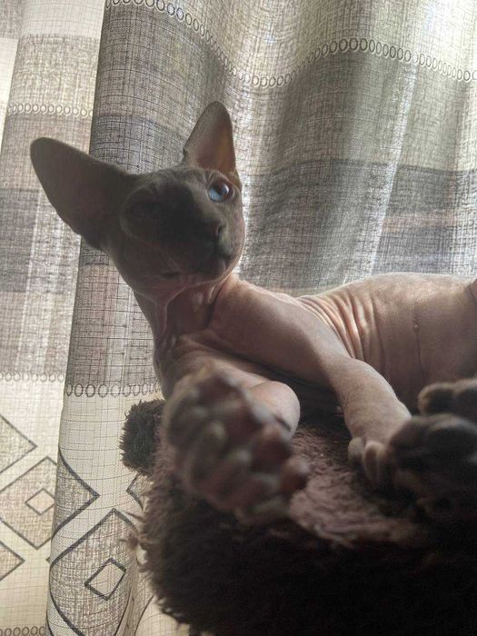 Вязка Канадский сфинкс