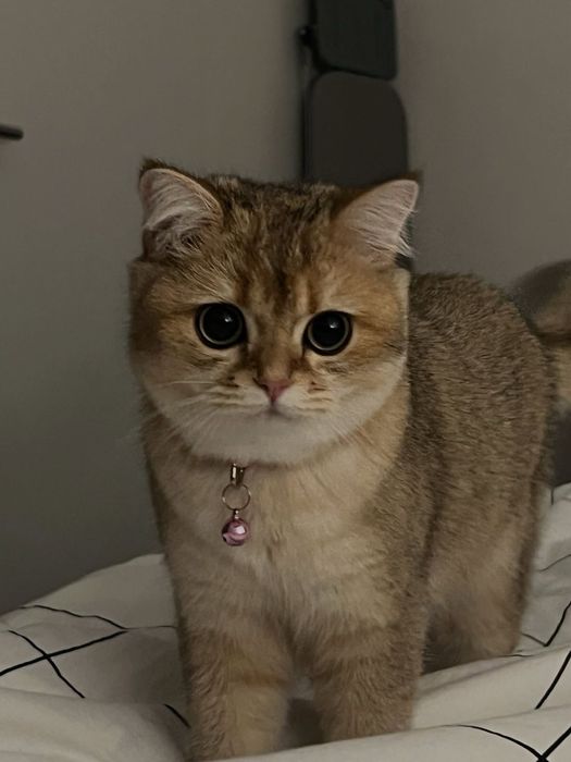 Британская кошка Скоттиш-страйт