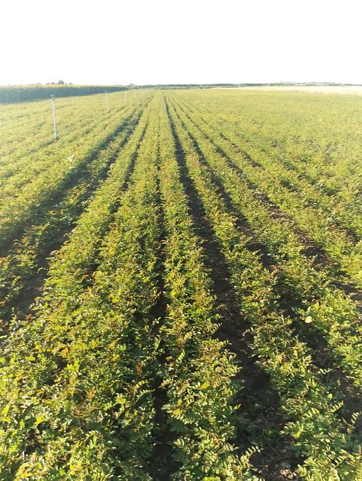 Vând puieți de Salcâm