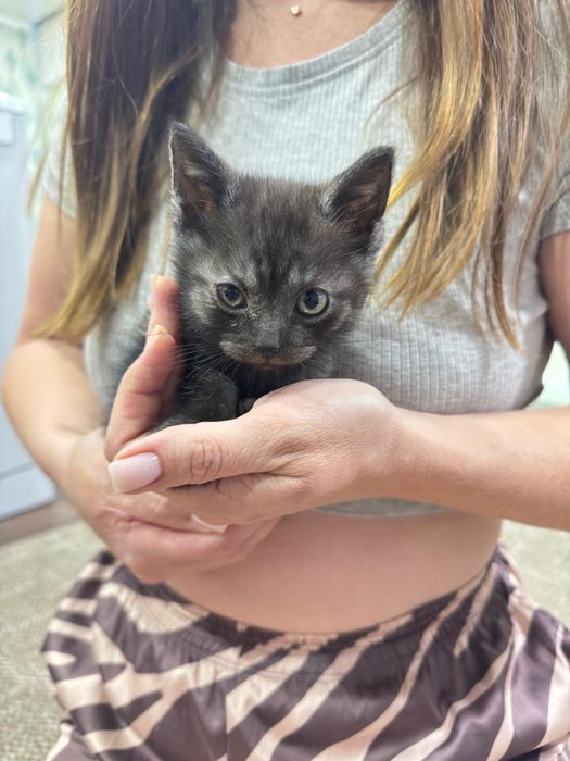 4 котенка ищут своих хозяев